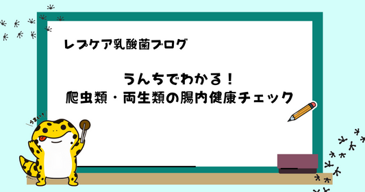 うんちでわかる！爬虫類・両生類の腸内健康チェック