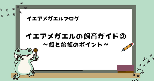 【初心者向け】イエアメガエルの飼育ガイド② ｜餌と給餌のポイント