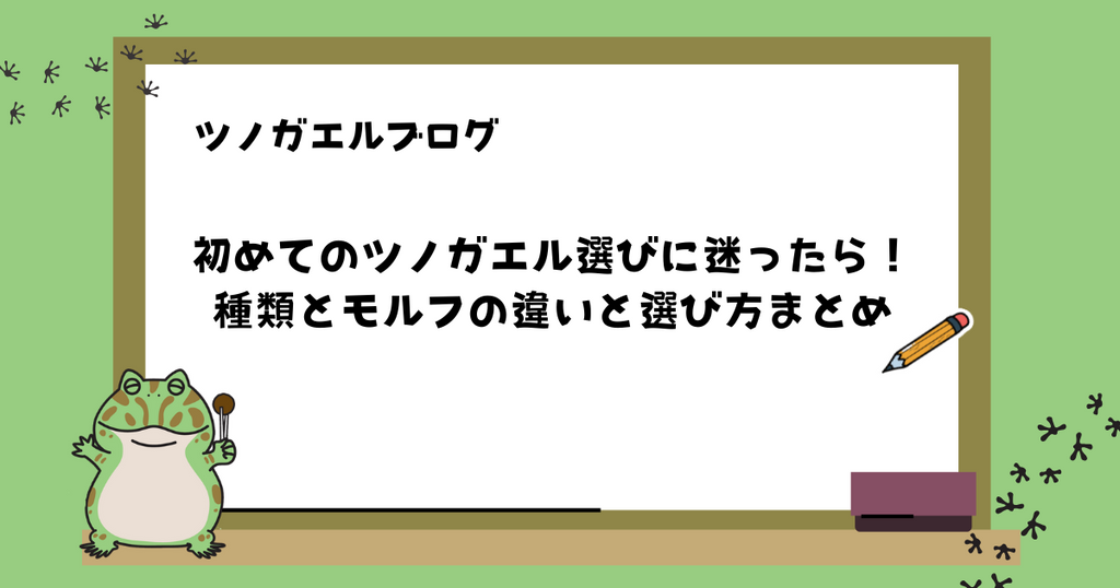 初めてのツノガエル選びに迷ったら！種類とモルフの違いと選び方まとめ