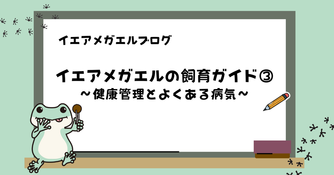 【初心者向け】イエアメガエルの飼育ガイド③ ｜健康管理とよくある病気