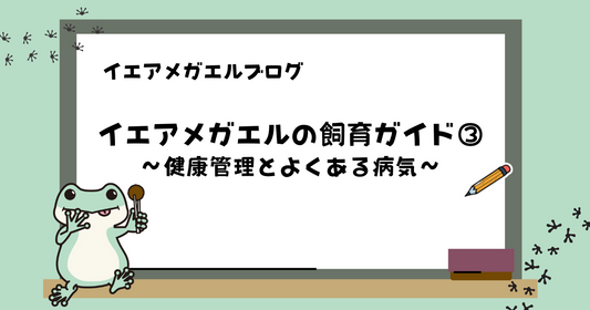 【初心者向け】イエアメガエルの飼育ガイド③ ｜健康管理とよくある病気