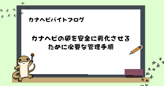 カナヘビの卵を安全に孵化させるために必要な管理手順