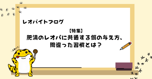 肥満のレオパに共通する餌の与え方、間違った習慣とは？